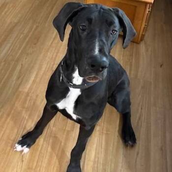 Sage -  Great Dane Dog for Adoption in Brockport, New York - Sage | PetCurious