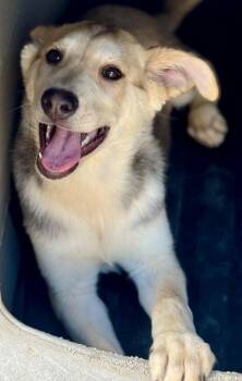 Sorbet 2 -  Retriever and Husky Dog for Adoption in Fort Lupton, Colorado - Sorbet 2 | PetCurious