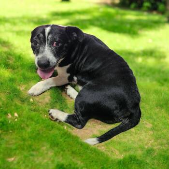 Basset Hound Dogs Available for Adoption in Chesnee, South Carolina - Mrs. Doubtfire  | PetCurious