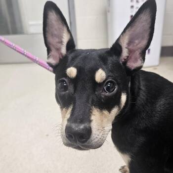 Firecracker -  Mixed Breed Dog for Adoption in Evansville, Indiana - Firecracker | PetCurious