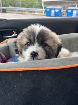 Carley -  Great Pyrenees and Australian Cattle Dog Blue Heeler Dog for Adoption in North Freedom, Wisconsin - Carley | PetCurious