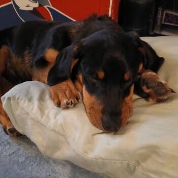 Dachshund Dogs Available for Adoption - Seinfeld | PetCurious