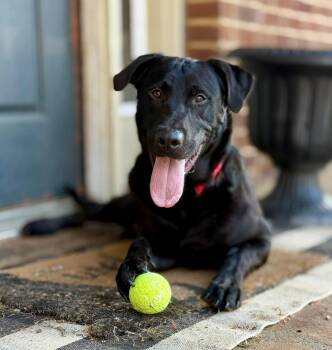 Black Labrador Retriever Dogs Available for Adoption - Elton In NH! Come Meet Our Adoptable Dogs Wednesday-Saturday. Mo | PetCurious