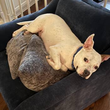 Rescue Pit Bull Terrier Dogs for Adoption in Chicago, Illinois - Gizmo | PetCurious