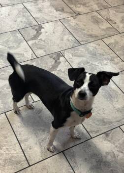 Diamond -  Chihuahua Dog for Adoption in Louise, Texas - Diamond | PetCurious