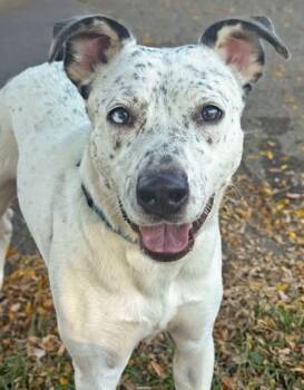 Bella -  Australian Cattle Dog Blue Heeler Dog for Adoption in Anderson, Indiana - Bella | PetCurious