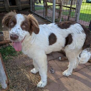 Spaniel Dogs Available for Adoption in Fairfax Station, Virginia - Sundance | PetCurious