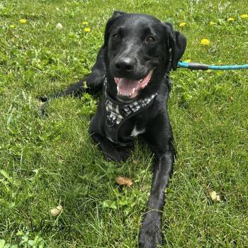 Duke -  Black Labrador Retriever Dog for Adoption in Cheyenne, Wyoming - Duke | PetCurious