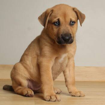 Shepherd Dogs Available for Adoption in Minnetonka, Minnesota - Lucky Charms D68729 | PetCurious