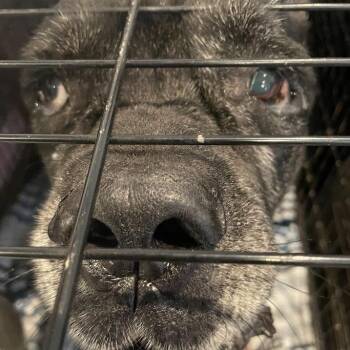 Hansel -  Cane Corso Dog for Adoption in Port Charlotte, Florida - Hansel | PetCurious