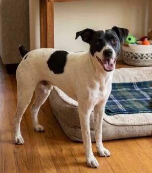 Ellis -  Rat Terrier and Jack Russell Terrier Dog for Adoption in Beavercreek, Oregon - Ellis | PetCurious