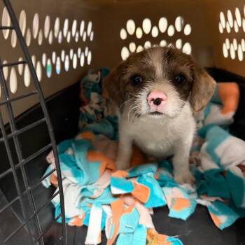 Chihuahua and Mixed Breed Dogs Available for Adoption in Yuma, Arizona - Paz | PetCurious