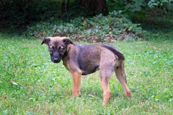 Jane Popincourt -  Shepherd Dog for Adoption in Salisbury, Maryland - Jane Popincourt | PetCurious