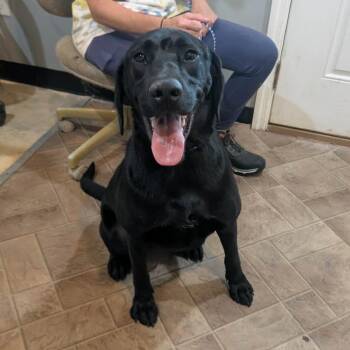 Bubbly -  Black Labrador Retriever and Mixed Breed Dog for Adoption in Boaz, Alabama - Bubbly | PetCurious