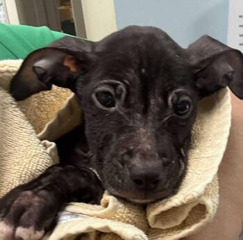 Rescue Mixed Breed Dogs for Adoption in New York, New York - Alfie (p) | PetCurious