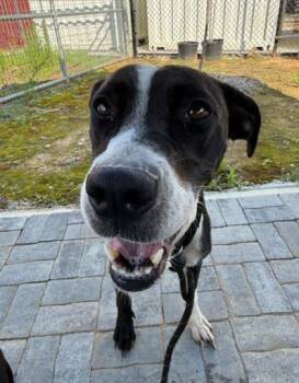 Tinka -  Mixed Breed Dog for Adoption in Atlanta, Georgia - Tinka | PetCurious