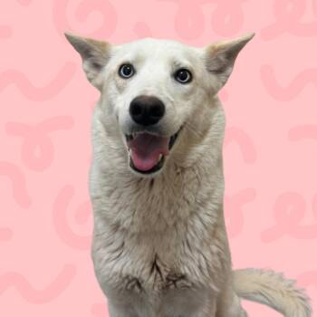 Mipha -  Siberian Husky and Mixed Breed Dog for Adoption in Reno, Nevada - Mipha | PetCurious