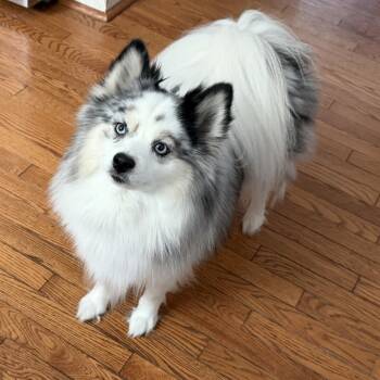 Ren -  Pomeranian and Siberian Husky Dog for Adoption in Silver Spring, Maryland - Ren | PetCurious