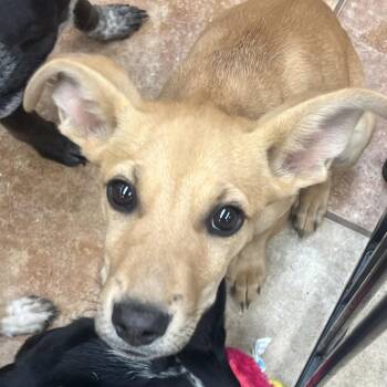 FWT Lady -  Cattle Dog and Pit Bull Terrier Dog for Adoption in Midland, Texas - FWT Lady | PetCurious