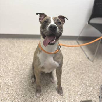 Dog 08/21/2026 -  Catahoula Leopard Dog and Mixed Breed Dog for Adoption in Bullhead City, Arizona - Dog 08/21/2026 | PetCurious