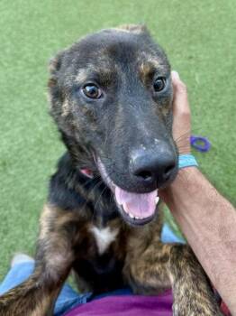 Froyo -  Mixed Breed Dog for Adoption in Wichita, Kansas - Froyo | PetCurious