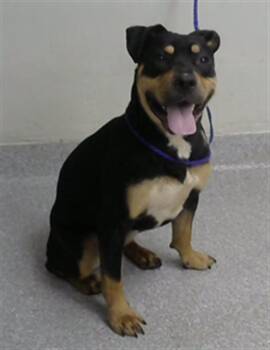 JJ -  Rottweiler and Mixed Breed Dog for Adoption in Pasadena, Texas - JJ | PetCurious