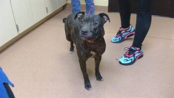 MARLEY -  Pit Bull Terrier and Mixed Breed Dog for Adoption in Cookeville, Tennessee - MARLEY | PetCurious
