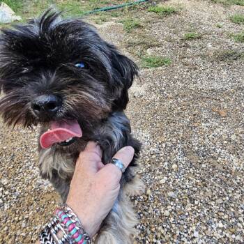 Rescue Yorkshire Terrier and Poodle Dogs for Adoption in Wadena, Minnesota - Minky | PetCurious