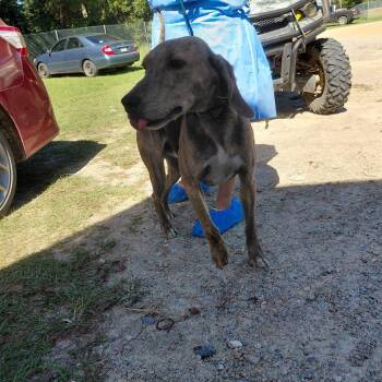 Tracker 7418 -  Coonhound Dog for Adoption in Loxahatchee Groves, Florida - Tracker 7418 | PetCurious