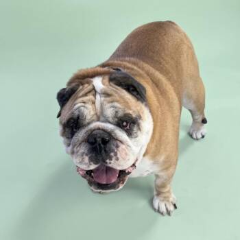 Ranger Danger -  English Bulldog Dog for Adoption in Fort Collins, Colorado - Ranger Danger | PetCurious