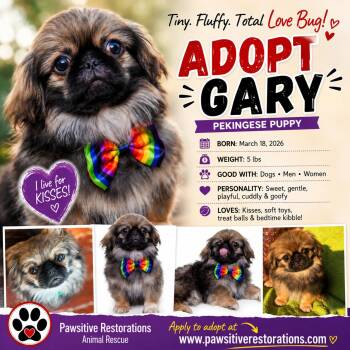 GARY -  Pekingese Dog for Adoption in Foxfield, Colorado - GARY | PetCurious