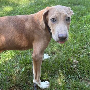 Milo -  Hound and Terrier Dog for Adoption in Calverton, New York - Milo | PetCurious