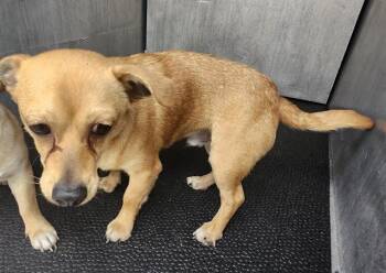 Dachshund and Chihuahua Dogs Available for Adoption - TANK | PetCurious