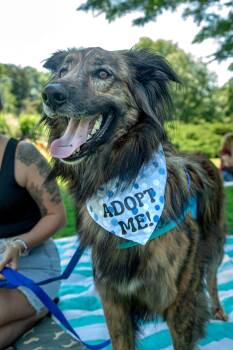 Cosmo -  Australian Shepherd Dog for Adoption in Mississauga, Ontario - Cosmo | PetCurious