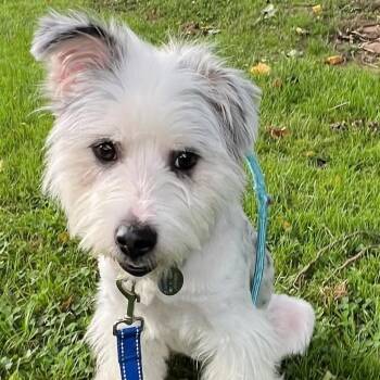 Princess -  Terrier Dog for Adoption in Phoenixville, Pennsylvania - Princess | PetCurious