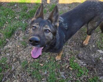 German Shepherd Dog Dogs Available for Adoption - Heidi | PetCurious