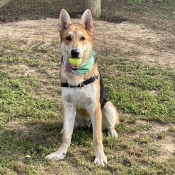 German Shepherd Dog Dogs Available for Adoption - Cash | PetCurious