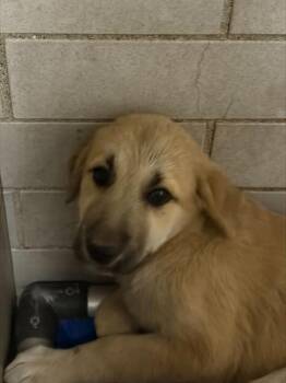 Anatolian Shepherd and Mixed Breed Dogs Available for Adoption in Stockton, California - MOANA | PetCurious