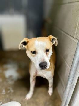DAISY -  American Staffordshire Terrier Dog for Adoption in Chester, South Carolina - DAISY | PetCurious