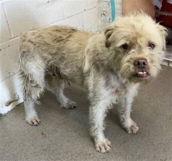 Pit Bull Terrier and Mixed Breed Dogs Available for Adoption in San Bernardino, California - SPARKY | PetCurious