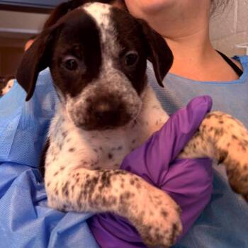 Cecil -  Mixed Breed Dog for Adoption in Huntington, West Virginia - Cecil | PetCurious