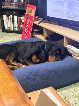 Walter Blackwell -  Rottweiler Dog for Adoption in Minneapolis, Minnesota - Walter Blackwell | PetCurious