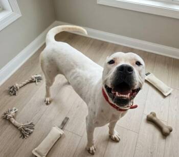 Melee -  American Bulldog Dog for Adoption in Monroe, Louisiana - Melee | PetCurious