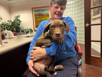 Labrador Retriever Dogs Available for Adoption - Judge | PetCurious