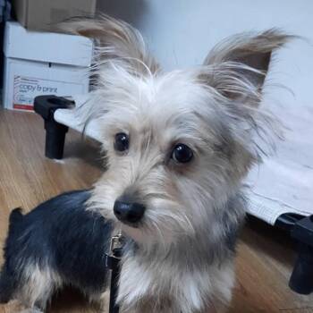Yorkshire Terrier and Mixed Breed Dogs Available for Adoption - Asher | PetCurious