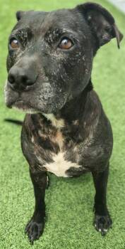 A139275 -  Mixed Breed Dog for Adoption in Palmetto, Florida - A139275 | PetCurious