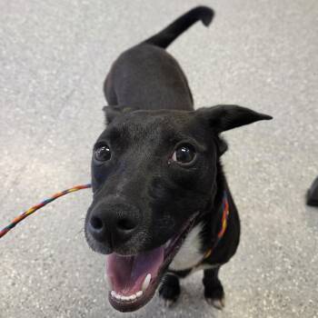 Maddie -  Mixed Breed Dog for Adoption in Watertown, New York - Maddie | PetCurious