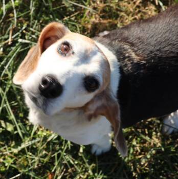Rescue Beagle Dogs for Adoption in Frederick, Maryland - Kaira-Available! Www.lhar.dog To Apply! | PetCurious