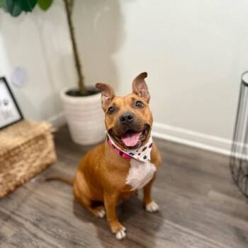 Lemon CAKE -  Pit Bull Terrier and Black Mouth Cur Dog for Adoption in Friendswood, Texas - Lemon CAKE | PetCurious