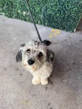 61645835 -  Schnauzer and Mixed Breed Dog for Adoption in El Paso, Texas - 61645835 | PetCurious